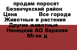 продам поросят .Безенчукский район  › Цена ­ 2 500 - Все города Животные и растения » Другие животные   . Ненецкий АО,Верхняя Мгла д.